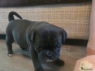 Frug dogs Frugs - Advert 2