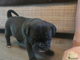 Frug dogs Frugs - Advert 6