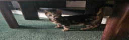 American Shorthair cats for sale: American Shorthairs  - Advert 5