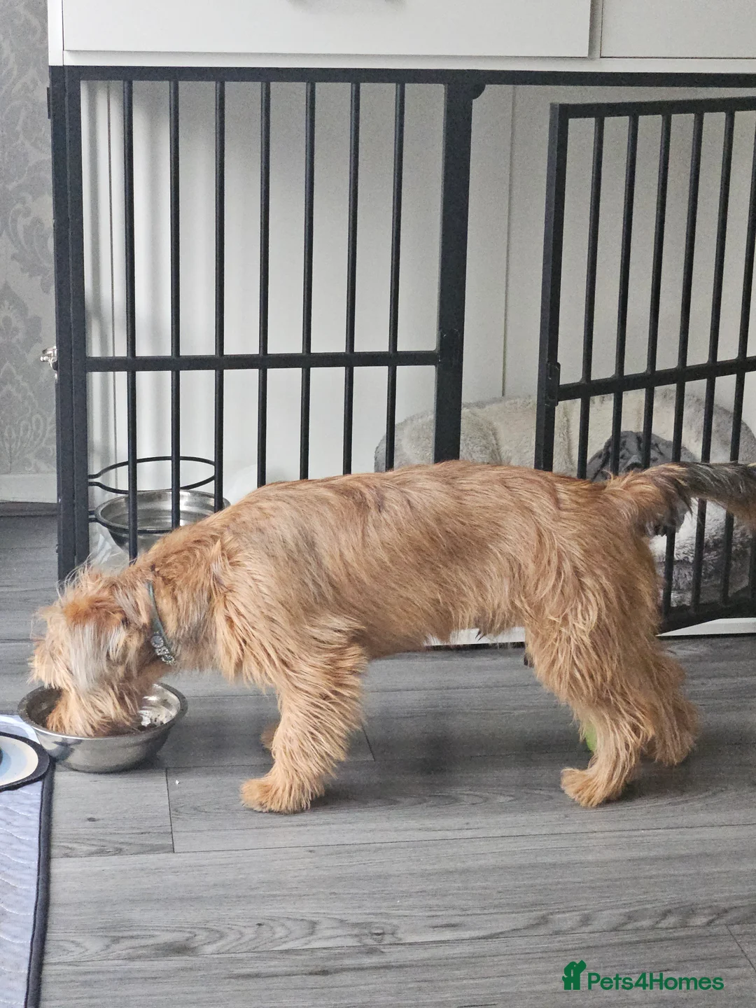 Shorkie dogs for sale: For sale a lovely male shitzuhcrossyorkie puppy - Advert 3