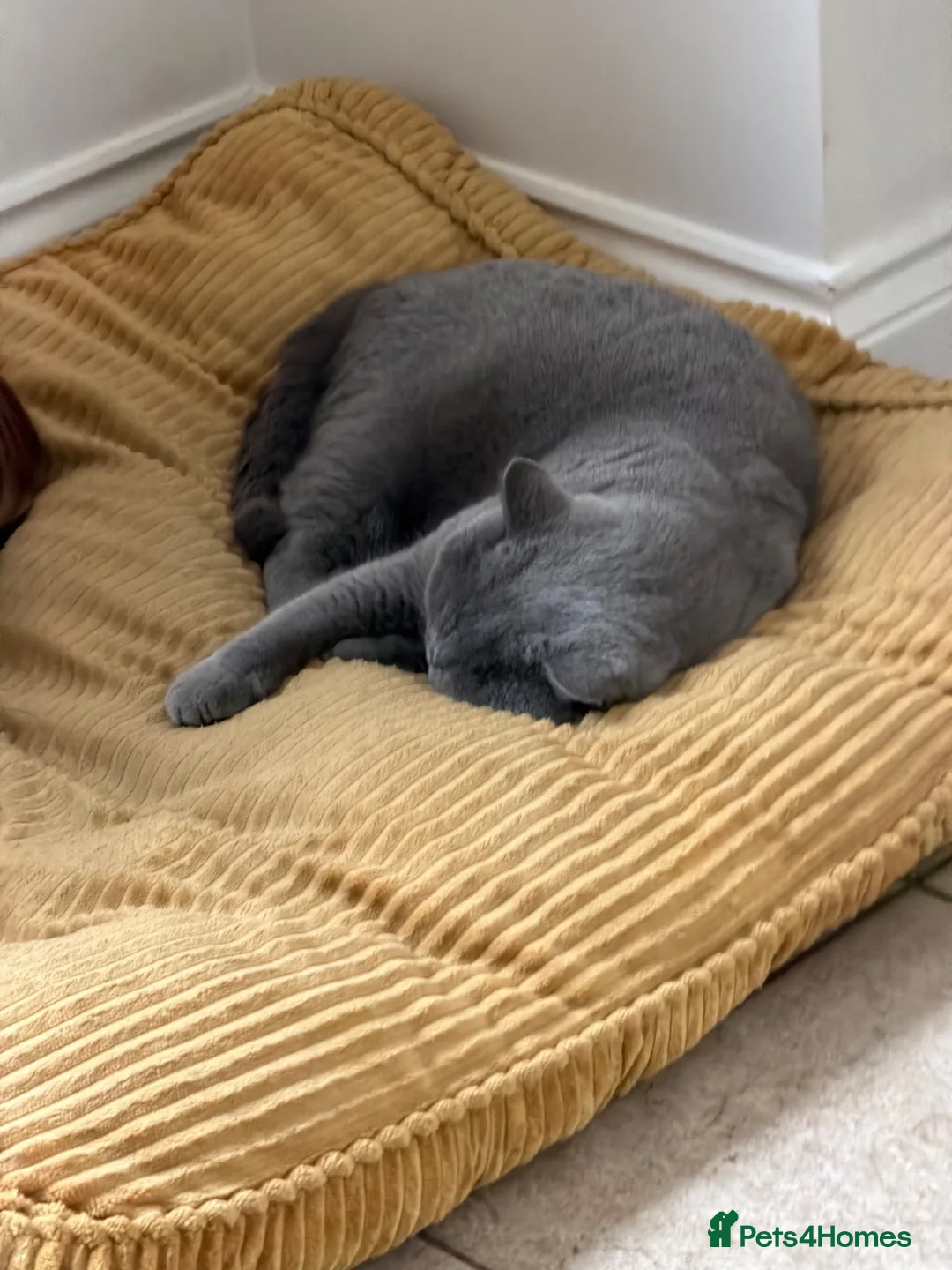 British Shorthair cats for sale: Loving home needed for adult  British Shorthair - Advert 5