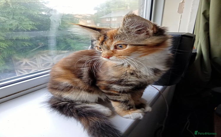 Mixed Breed cats - Advert 2