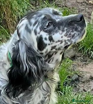 English Setter dogs Senda  - Advert 7