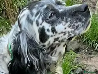 English Setter dogs Senda - Advert 7