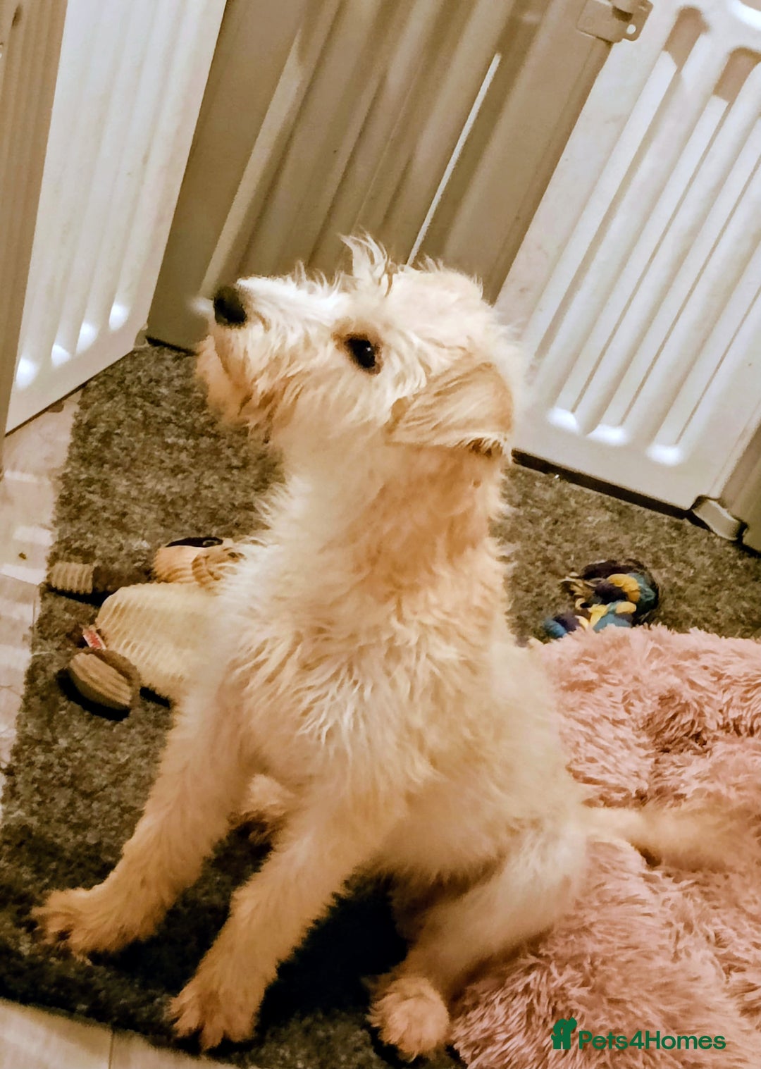 Soft Coated Wheaten Terrier dogs for sale: Soft coated wheaten terriers  - Advert 2