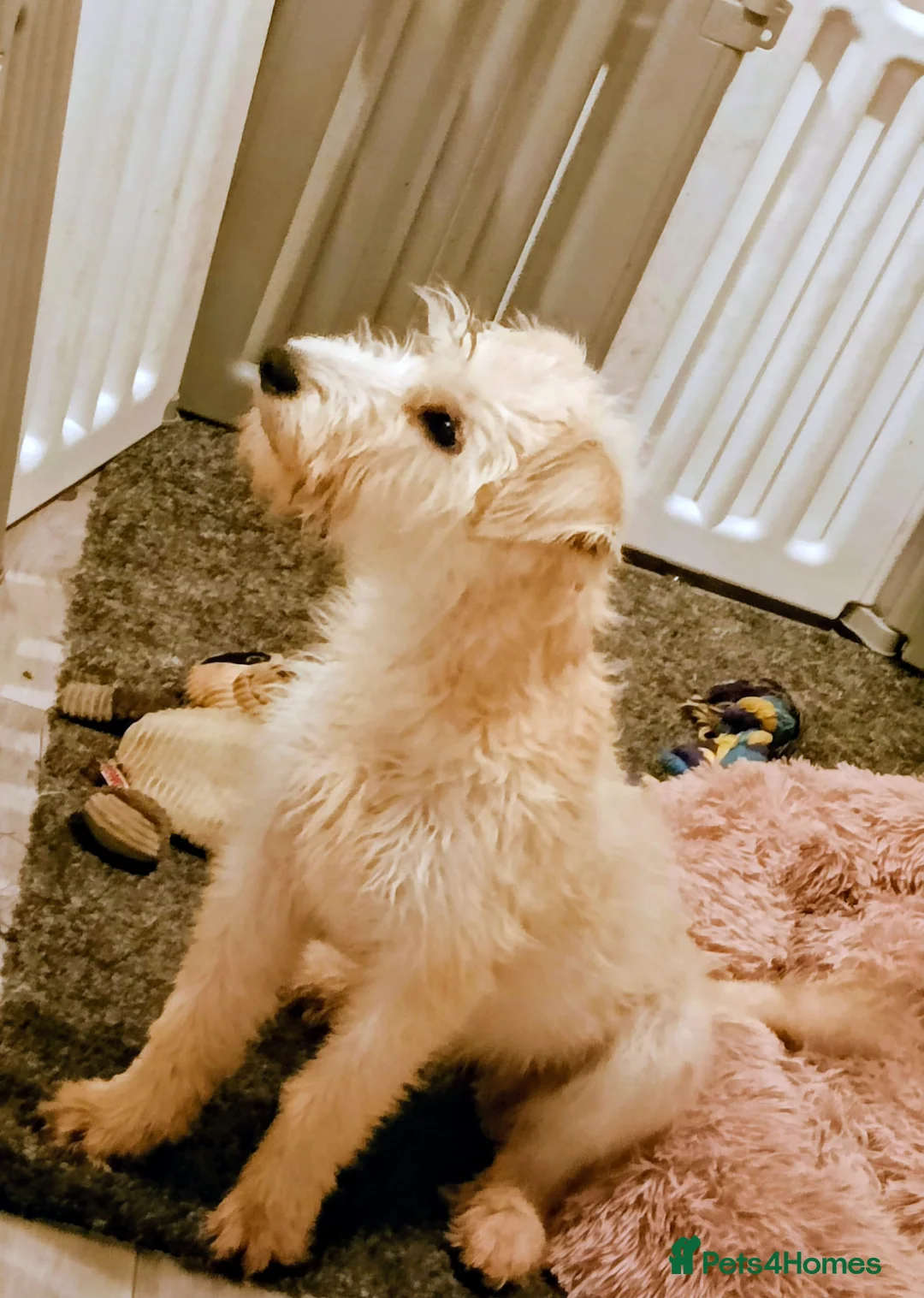 Soft Coated Wheaten Terrier dogs for sale: Soft coated wheaten terriers  - Advert 2
