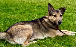 German Shepherd dogs for adoption: Buzz — The Gentle Soul  in West Malling - Image 3