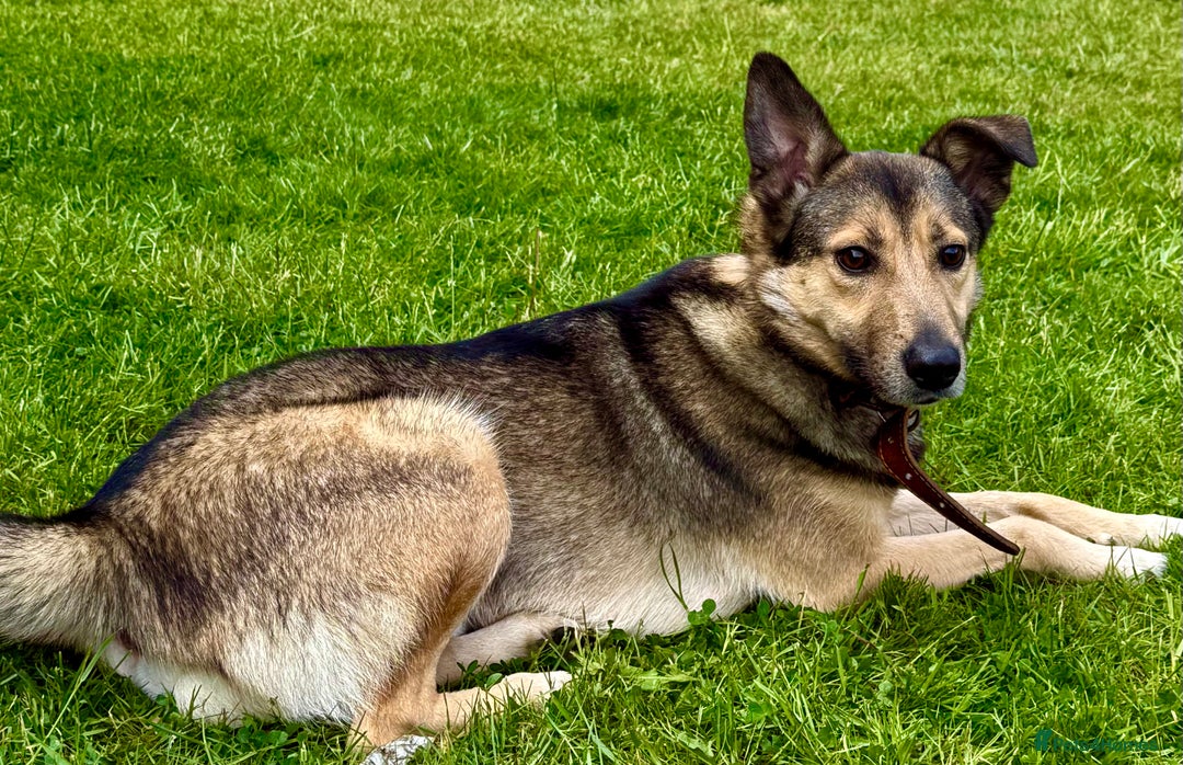 German Shepherd dogs for adoption: Buzz — The Gentle Soul  in West Malling - Image 3