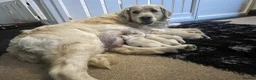 Golden Retriever dogs for sale: KC registered golden retriever puppies  - Advert 5