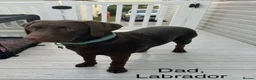 Mixed Breed dogs for sale: German Wire haired cross Labrador puppies - Advert 19