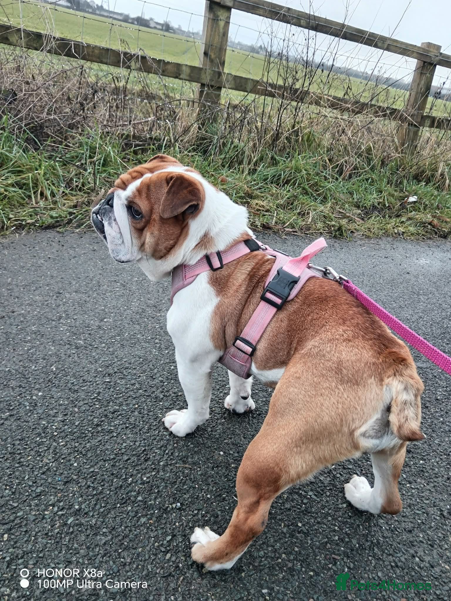 English Bulldog dogs Stunning English bulldog  - Advert 1
