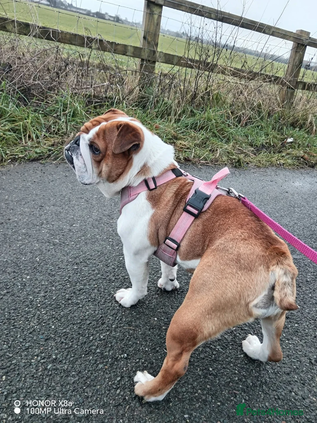 English Bulldog dogs for sale: Stunning English bulldog  - Advert 1