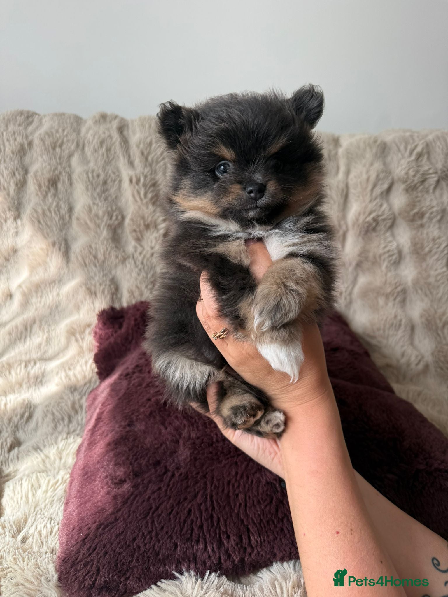 Pomeranian dogs Cute Pomeranians - Advert 3