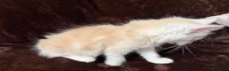 Maine Coon cats for sale: Maine Coon Cross Kittens  - Advert 6
