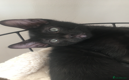 Oriental cats for sale: Oriental x Sphynx kittens  - Image 4