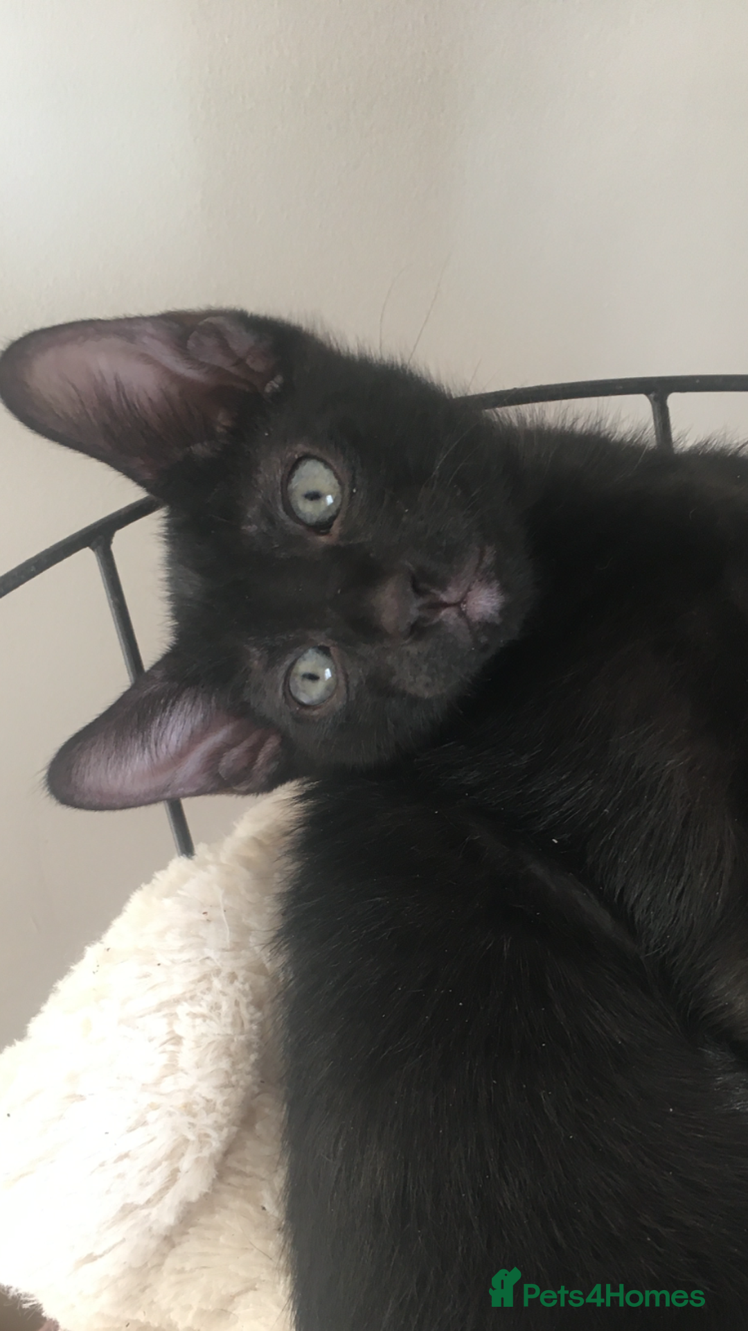 Oriental cats for sale: Oriental x Sphynx kittens  - Image 4