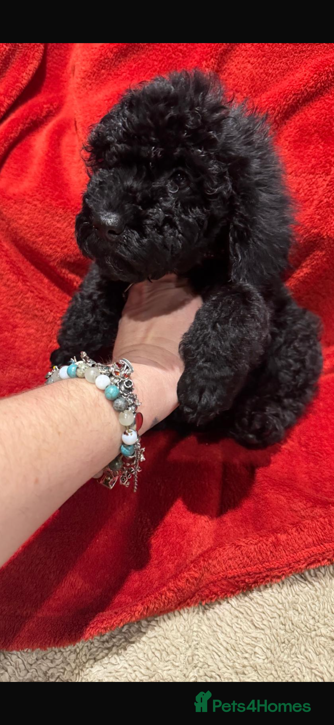 Cockapoo dogs for sale: Ready now! 2 females left!! F1b cockapoos!!! - Advert 2