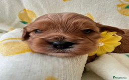 Cavapoo dogs for sale: Cavapoos born to EXTENSIVELY HEALTH TESTED PARENTS - Image 2