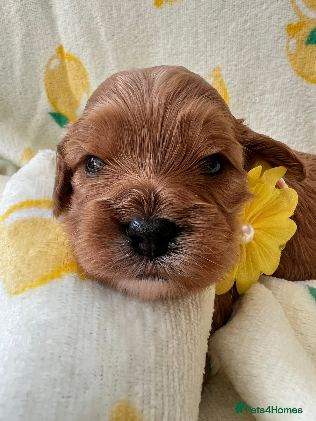 Cavapoo dogs for sale: Cavapoos born to EXTENSIVELY HEALTH TESTED PARENTS - Image 2