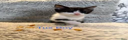 Domestic Shorthair cats for sale: ❤️🩵 Beautiful Kittens 🩵❤️ - Advert 8