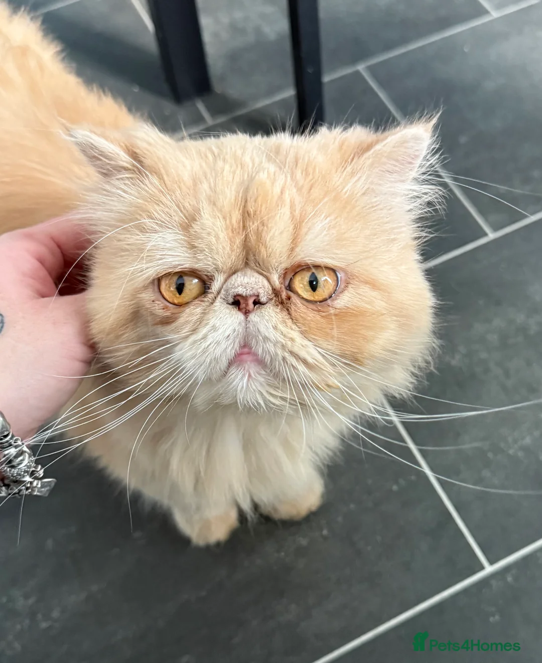 Persian cats for sale: Beautiful Persian boy 2 years old very gentle cat  - Advert 1