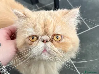 Persian cats Beautiful Persian boy 2 years old very gentle cat - Advert 3