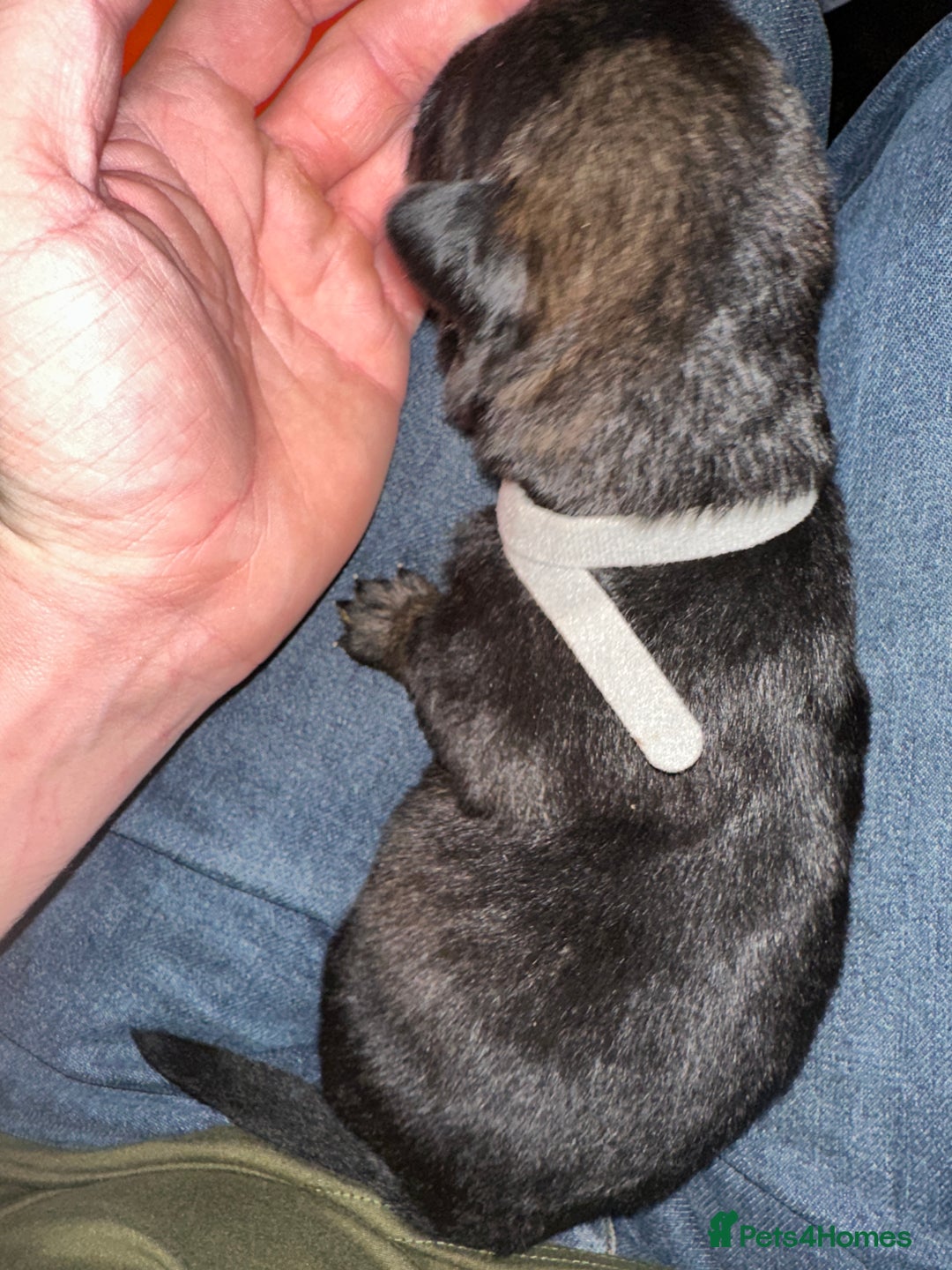 Mixed Breed dogs for sale: Shepweiller Puppies (8/10/25) - Image 12