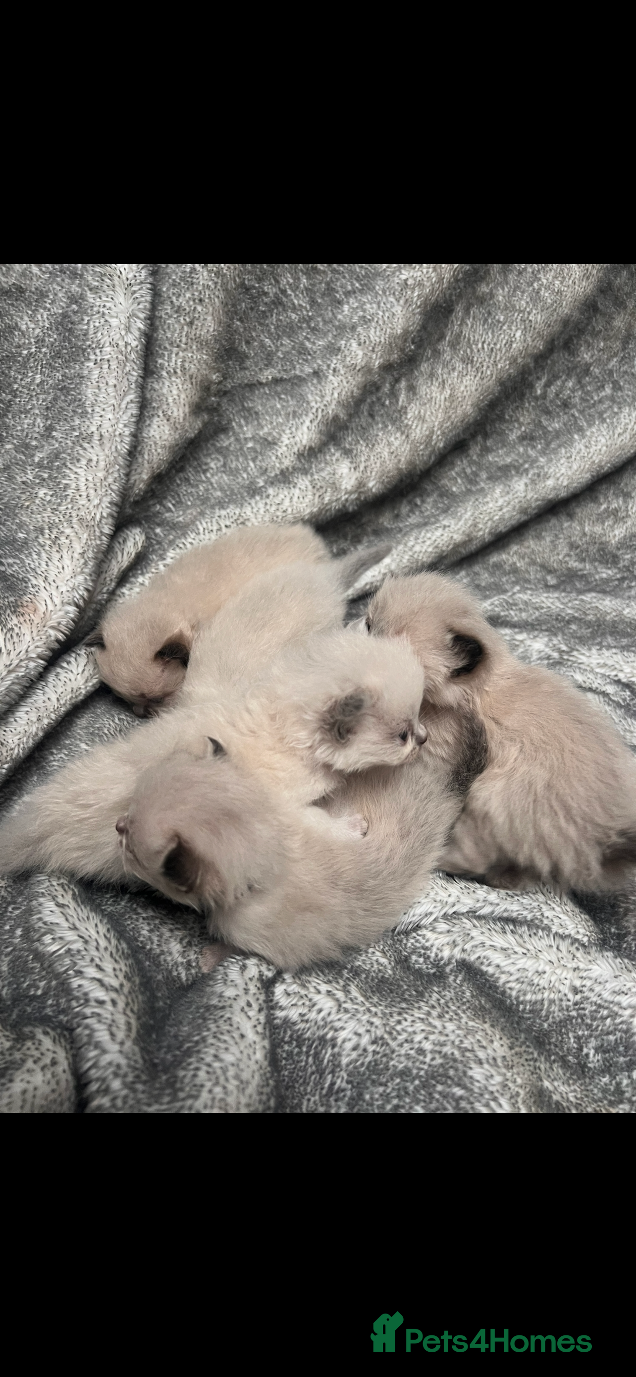 Ragdoll cats Gccf Luxury Seal Lynx Point Ragdoll Kittens  in Liversedge - Advert 1