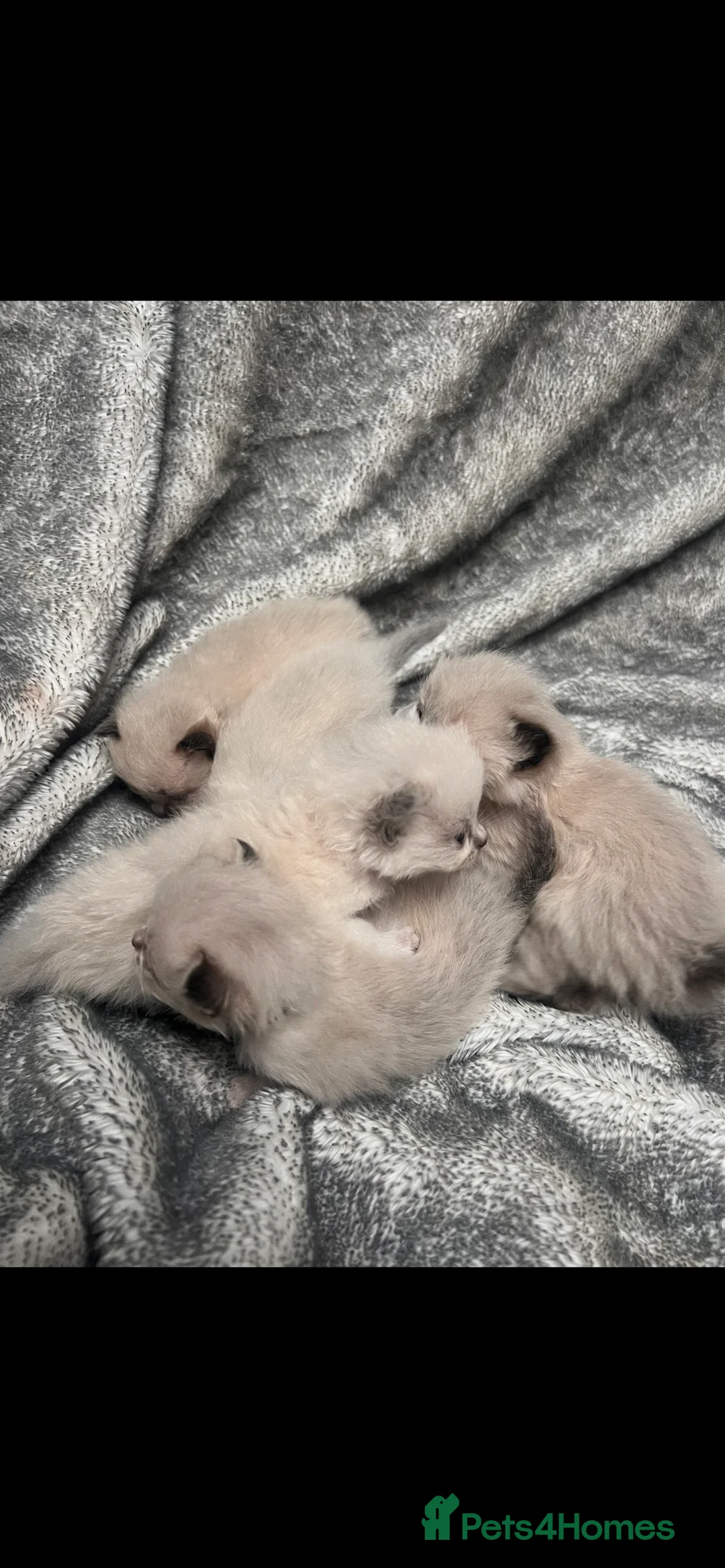 Ragdoll cats for sale: Gccf Luxury Seal Lynx Point Ragdoll Kittens  - Advert 2