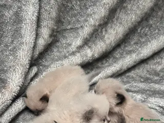 Ragdoll cats Gccf Luxury Seal Lynx Point Ragdoll Kittens in Liversedge - Advert 1