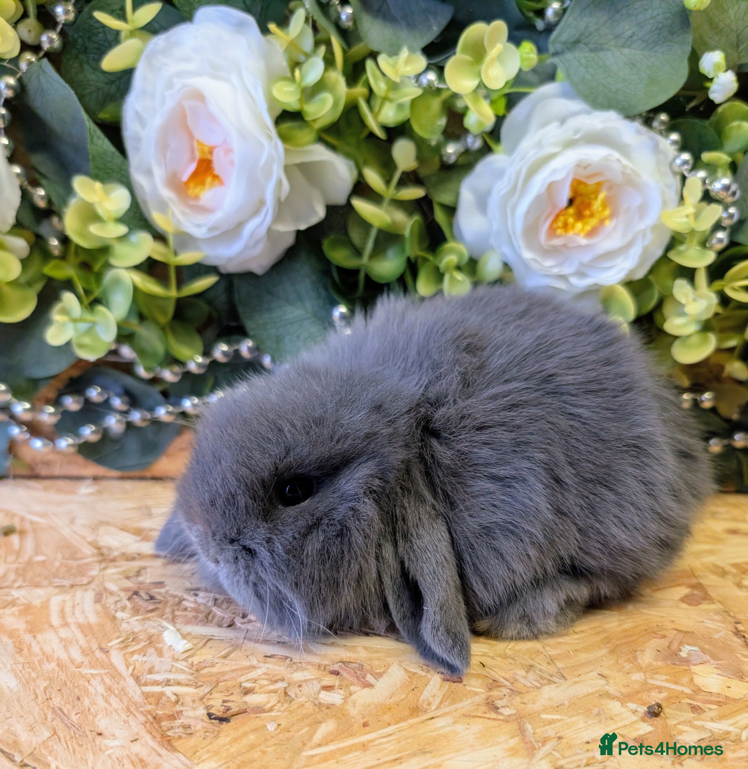Mini Lop rabbits ❤️Stunning mini lop babies❤️ - Advert 4