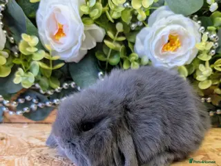 Mini Lop rabbits ❤️Stunning mini lop babies❤️ - Advert 4