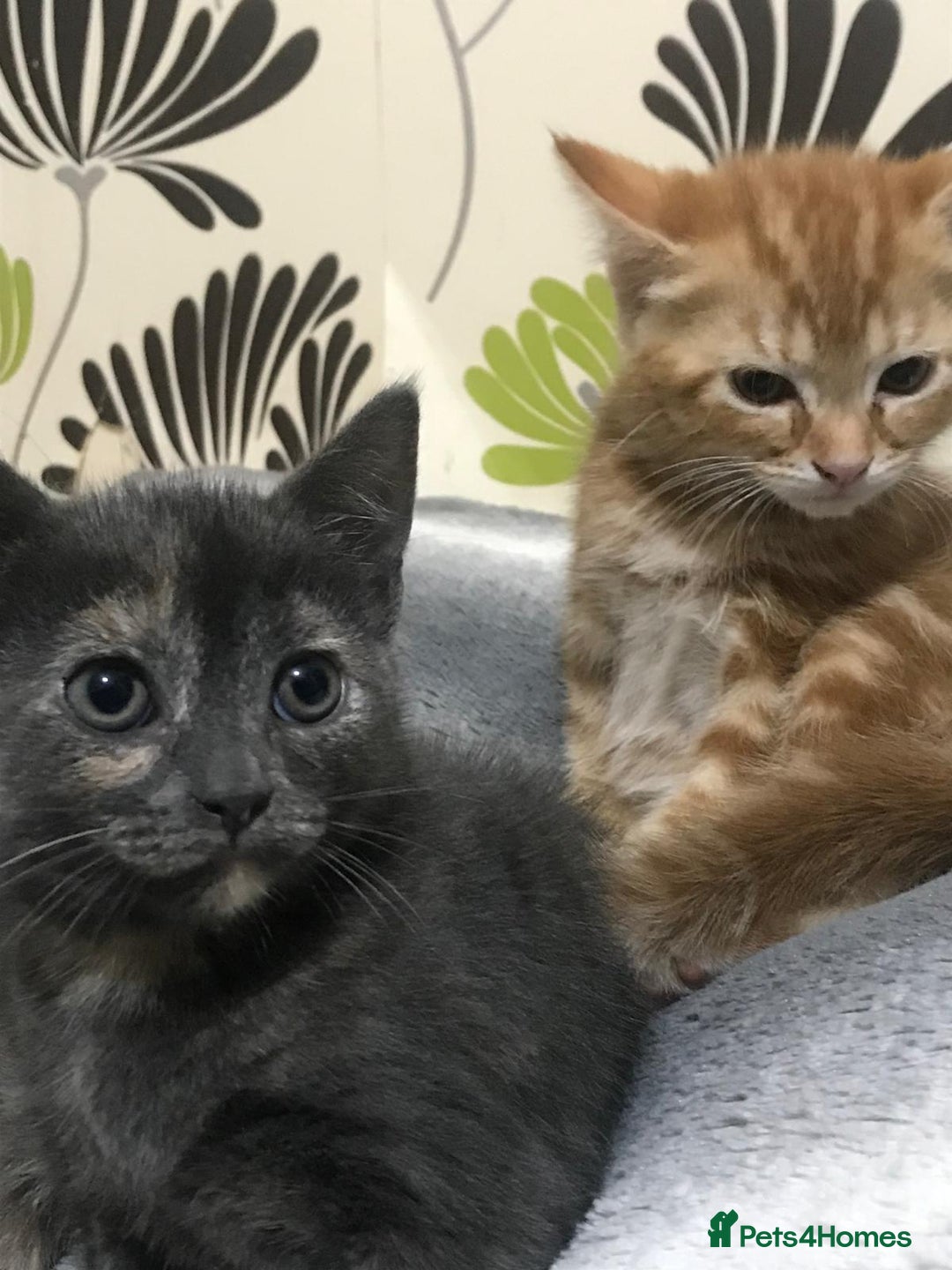 Mixed Breed cats for sale: 5 beautiful 11week old kittens for sale - Advert 3