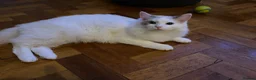 Ragdoll cats for sale: Stunning Ragdoll Male for Sale in Windsor - Advert 3