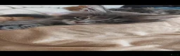 Maine Coon cats for sale: Pedigree Maine Coon kittens available for sale  - Advert 10