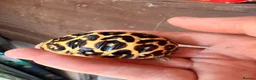 Tortoise reptiles for sale: Indian star tortoise  - Advert 19