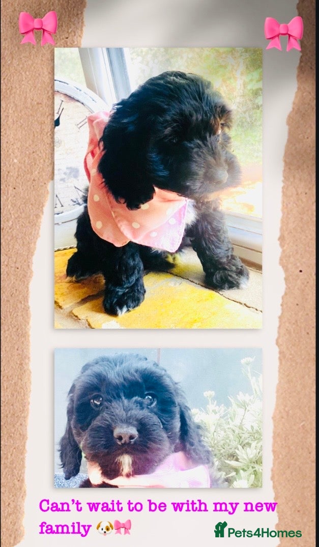 Cockapoo dogs 🌟TOY COCKAPOO ~RECOMMENDED ETHICAL BREEDER 🌟 - Advert 1
