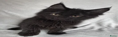 Maine Coon 4