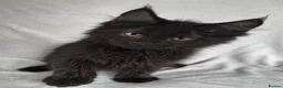 Maine Coon cats for sale: Reduced! TICA Maine Coon Kittens active possible  - Advert 32