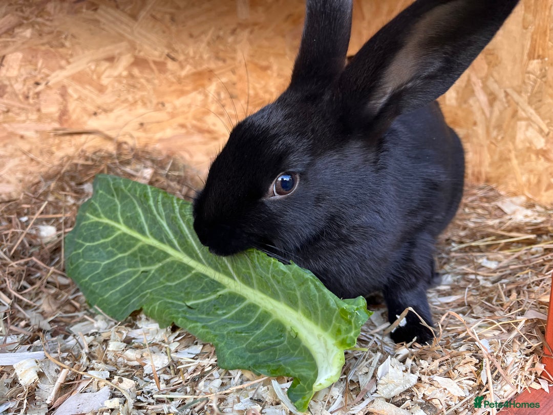 English rabbits for sale: New Zealand X English boy **READY NOW** - Image 7