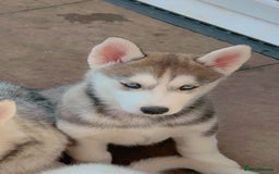 Siberian Husky dogs for sale: Blue Eyed Siberian Husky Puppy - Image 1
