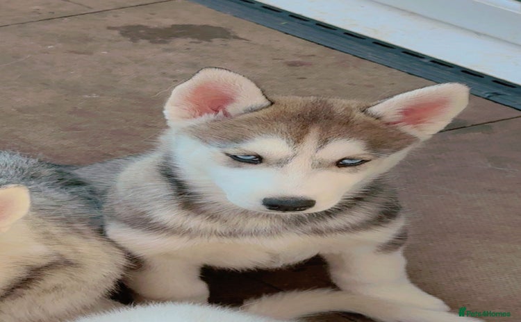 Siberian Husky dogs - Advert 1