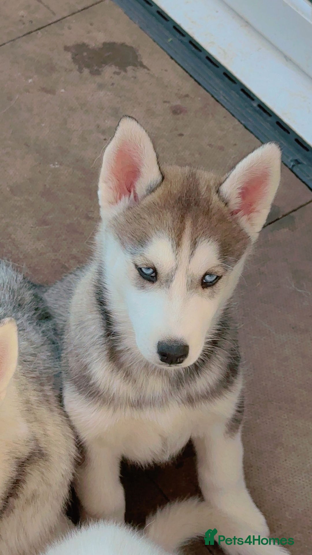 Siberian Husky dogs for sale: Blue Eyed Siberian Husky Puppy - Image 1