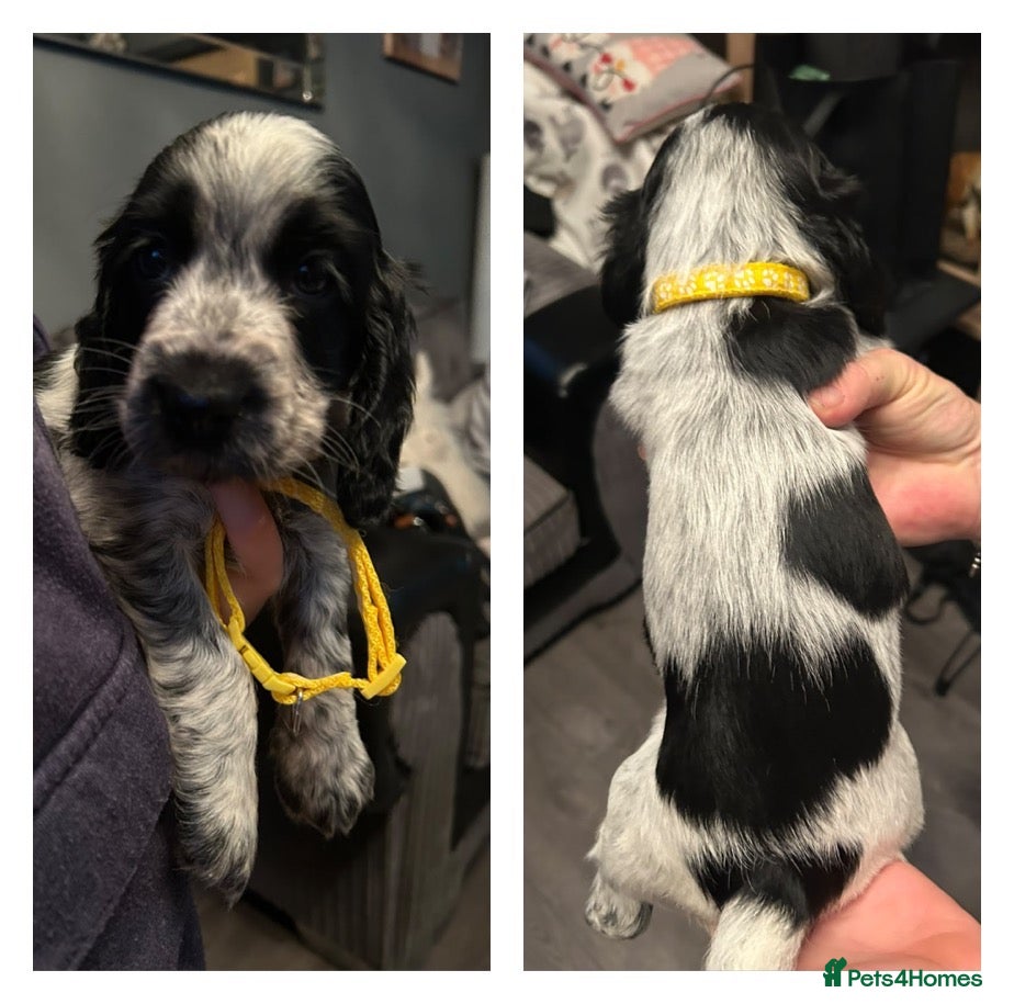 Cocker Spaniel dogs Blue roan cocker spaniels  - Advert 21