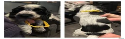 Cocker Spaniel dogs for sale: Blue roan cocker spaniels  - Advert 4
