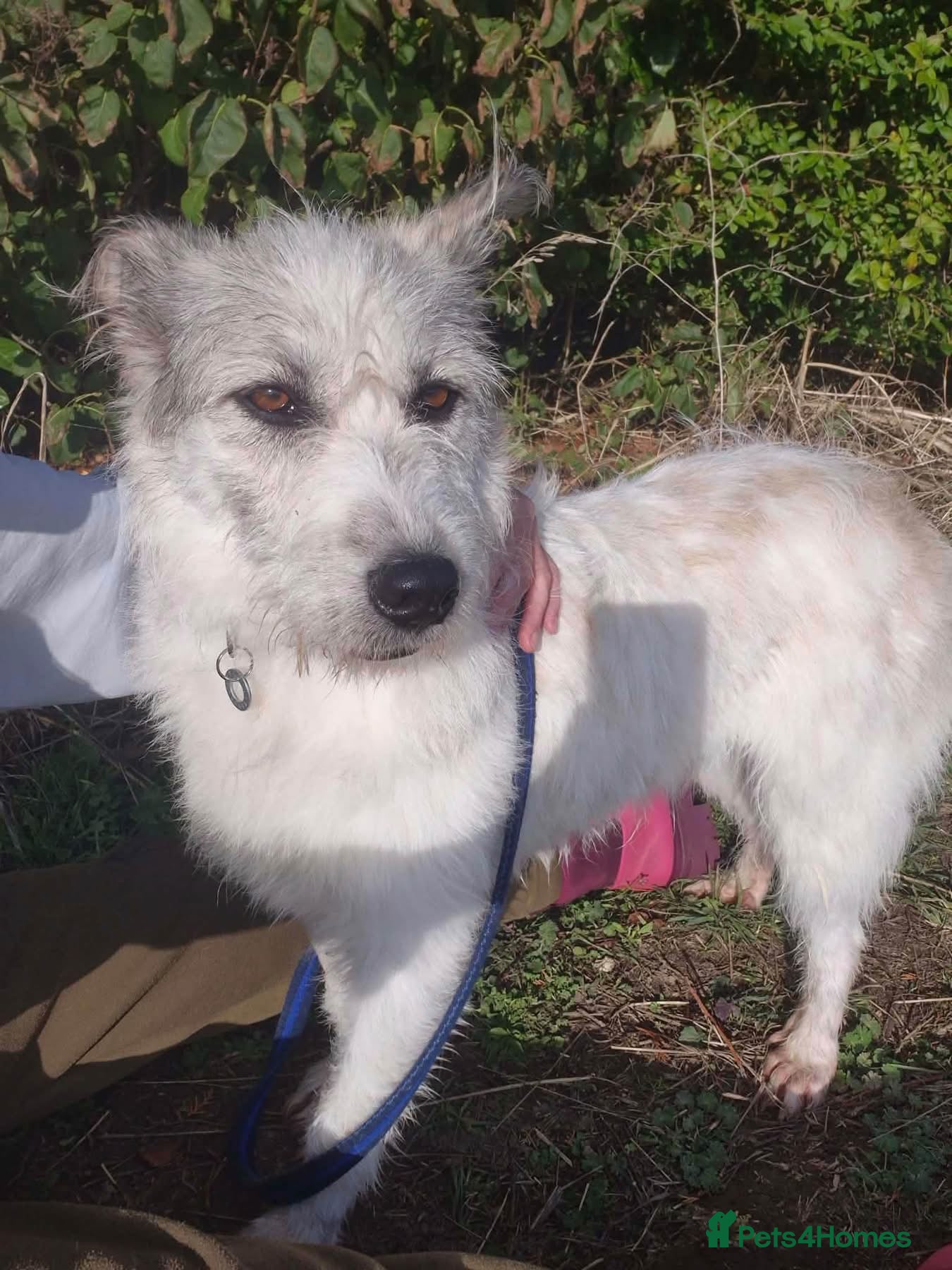 Mixed Breed dogs for adoption: Charlene (Charley) Norwich Norfolk  - Advert 1
