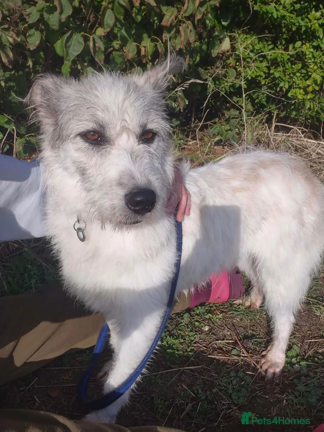 Mixed Breed dogs for adoption: Charlene (Charley) Norwich Norfolk  - Advert 1