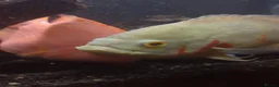 Other/Mixed Breed fish for sale: Mixture of fish for sale - Advert 4