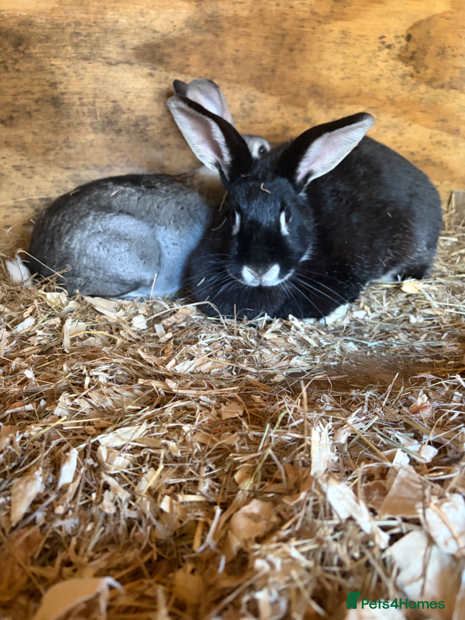 Sable rabbits Grey rabbit  - Advert 1