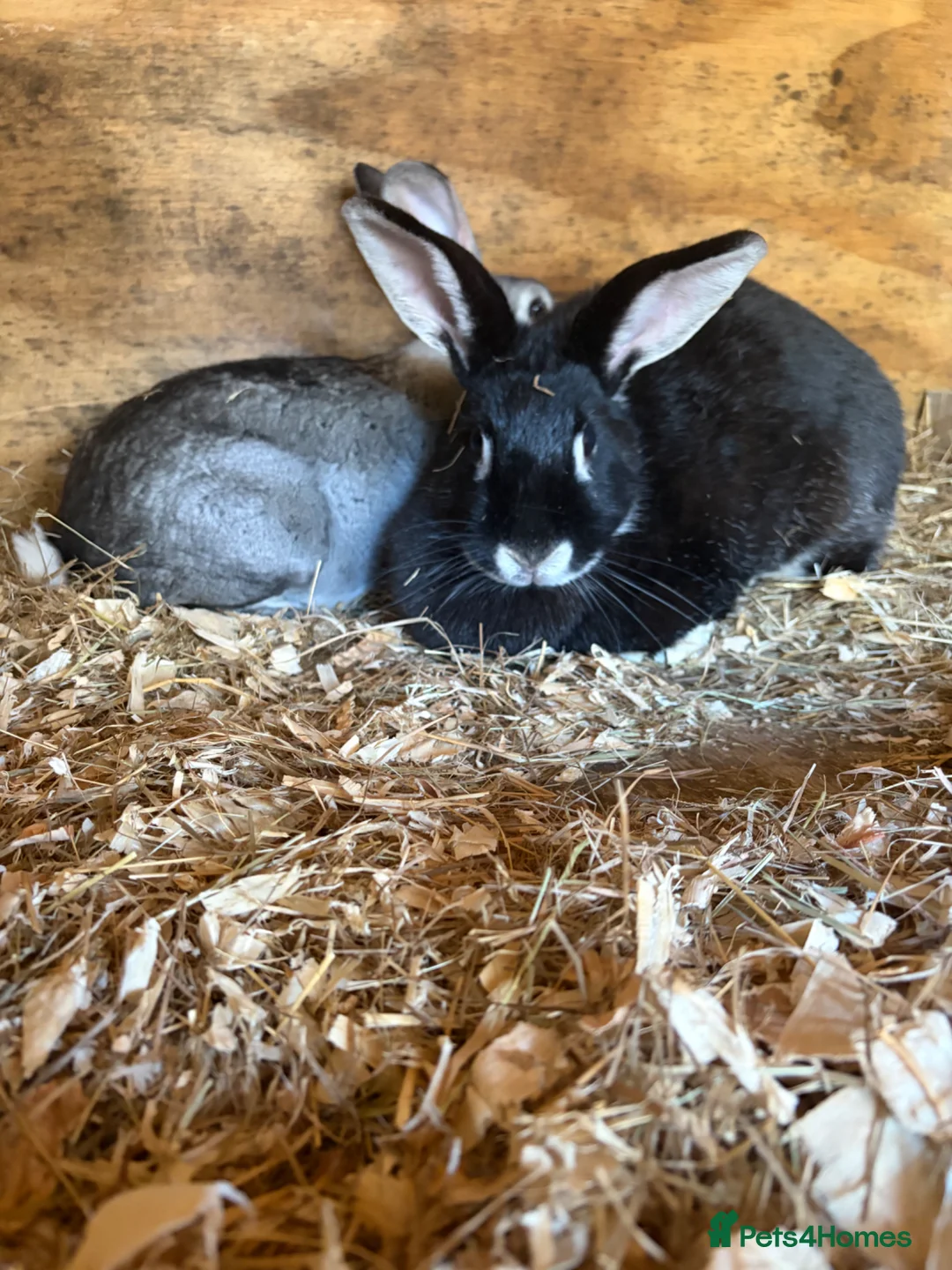 Sable rabbits for sale: Grey rabbit  - Advert 1